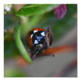 Foto Ladybird