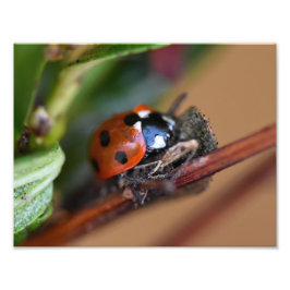 Foto Ladybird