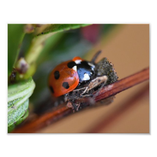Foto Ladybird (Frente)
