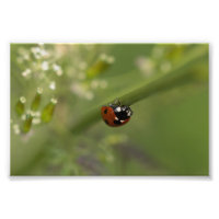 Ladybird de sete pontos