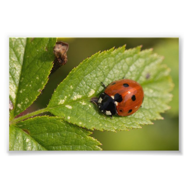 Foto Ladybird de sete pontos (Frente)