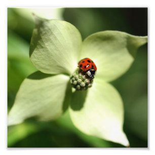 Foto Ladybug Na Flor Dogwood 8x8 Natureza