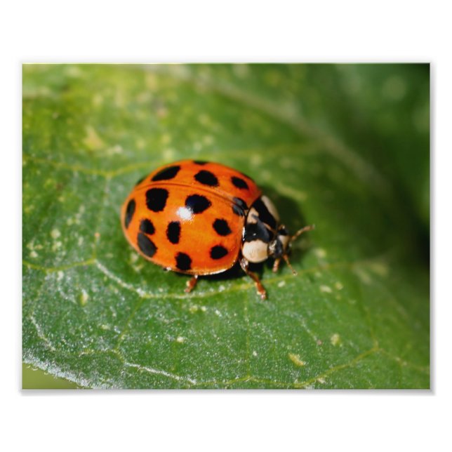 Foto Ladybug No Folheto Fechar 8x10 (Frente)