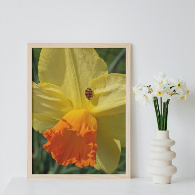 Foto Ladybug no Yellow Daffodil Floral (In Situ Framed)