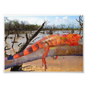 Foto Lagarto-de-laranja-preto em Margarita