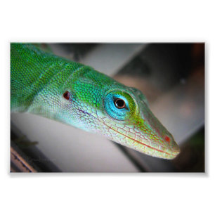 Foto Lagarto verde de Anole
