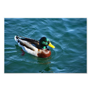 Foto Lago Arrohead
