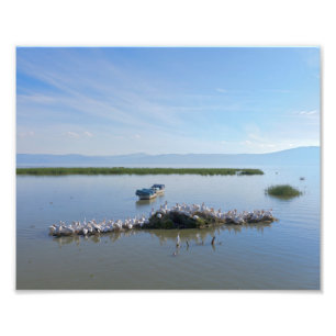 Foto Lago Chapala Pelicanos