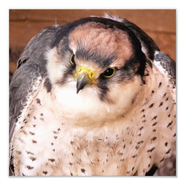 FOTO LANNER FALCON (Frente)