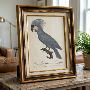 Foto L'Ara gris à Trompe / Cacatua de Palma Cinzento 