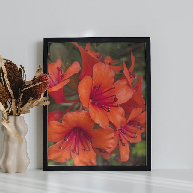 Foto Laranja Brilhante Rhododendron Blooms Floral (In Situ (Framed))