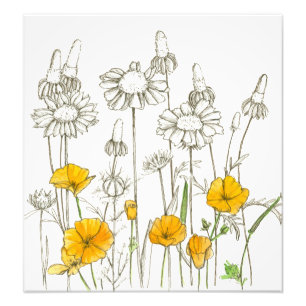 Foto Laranja California Poppy Flowers Plant Sketch