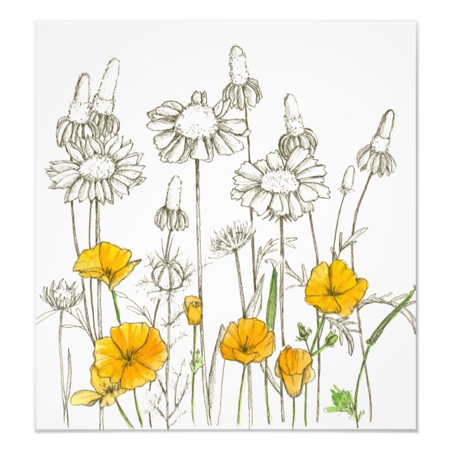 Foto Laranja California Poppy Flowers Plant Sketch (Frente)