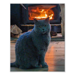 Foto Lareira de Gatinho de Shorthair