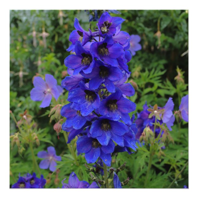Foto Larkspur Flowers de Nuttall (Frente)