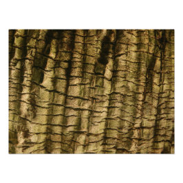 Foto Latido Palm Tree