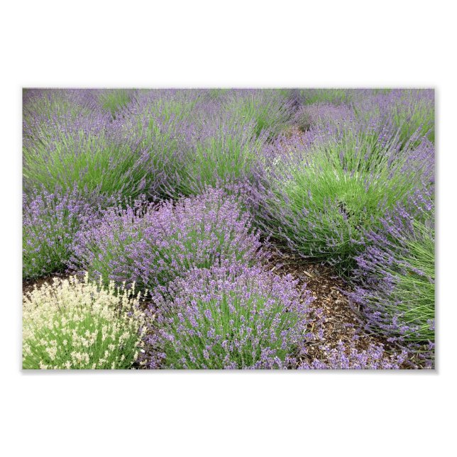 Foto Lavanda adorável (Frente)