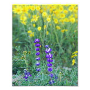 Foto Lavanda e margarida amarela