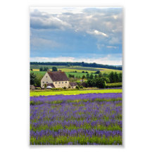 Lavanda Field Summer Flowers Cotswolds Inglaterra