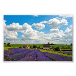 Foto Lavanda Field Summer Flowers Cotwolds Inglaterra