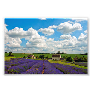 Foto Lavanda Field Summer Flowers Cotwolds Inglaterra