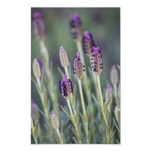 Foto Lavanda mexicana
