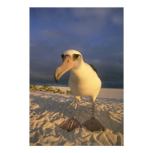 Foto Laysan Albatross, Diomedea immutabilis),