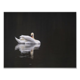 Foto Le cygne au repos