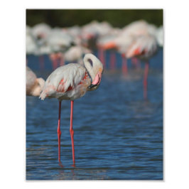 Foto Le flamant rose de Camargue