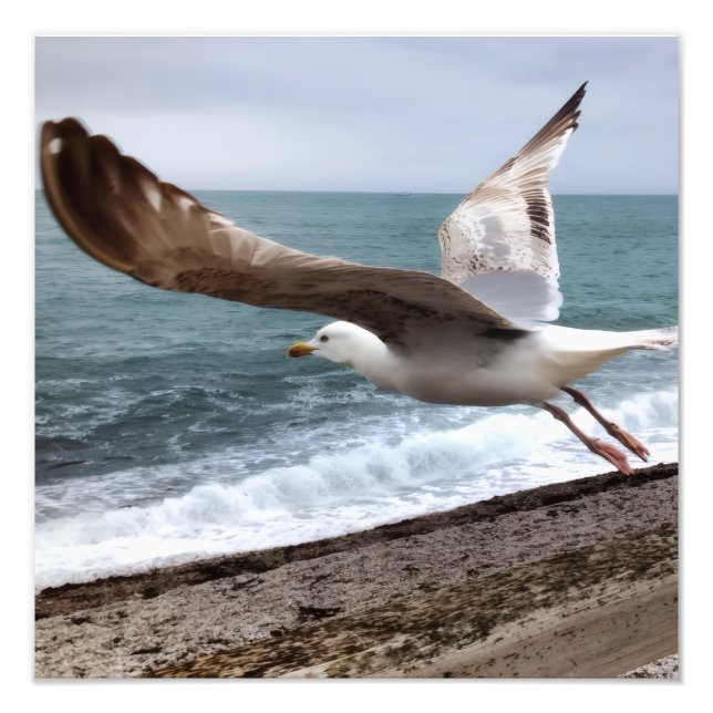 Foto Le Goëland d'Etretat français (Frente)