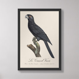 Foto Le Grand Vaza / Grande Vasa Parrot