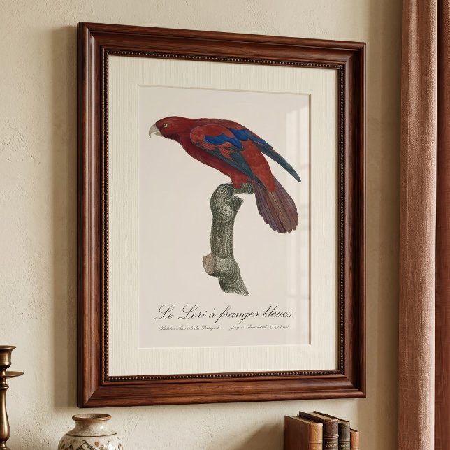 Foto Le Lori a franges bleues (Long-Tailed Red Lory, Trichoglossus borneus. Photo Print)