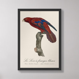 Foto Le Lori a franges bleues