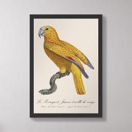 Foto Le Perroquet Jaune ecaille de rouge