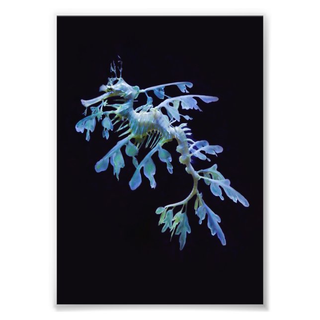 Foto Leafy Sea Dragon Impressão (Frente)