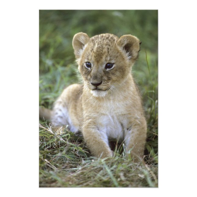 Foto Leão africano, Panthera leo), Tanzânia, (Frente)