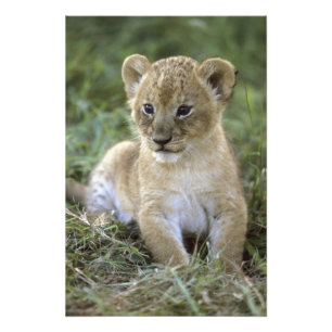 Foto leão-africano, Panthera leo), Tanzânia,
