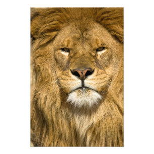 Foto Leão Berbere Africano, Panthera leo leo, um dos