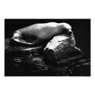Foto Leão de mar adormecido .1781