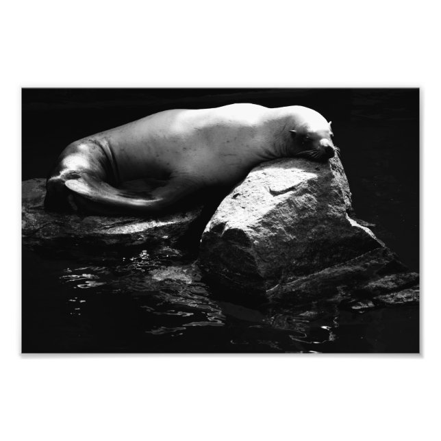 Foto Leão de mar adormecido .1781 (Frente)