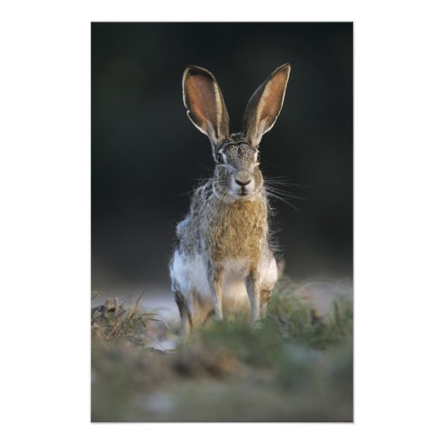 Foto Lebre-de-cauda-preta, Lepus californicus, 2 (Frente)