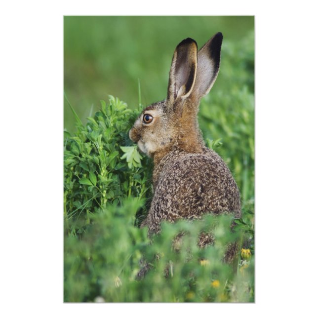 Foto Lebre Europeia, Lepus europaeus, jovem comendo, (Frente)