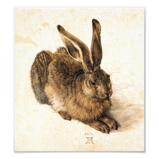 Foto Lebre Jovem de Albrecht Durer (Frente)