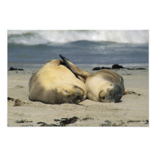 Foto Leões-marinhos australianos, Neophoca cinerea),