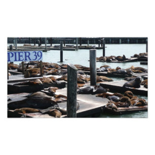 Foto Leões Marinhos do Pier 39