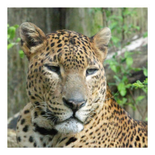 Foto Leopardo20151002