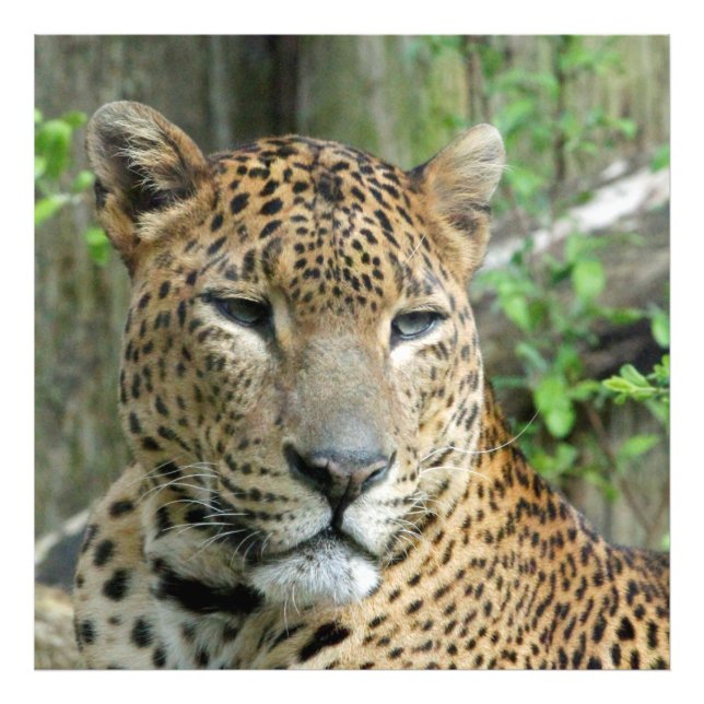 Foto Leopardo20151002 (Frente)