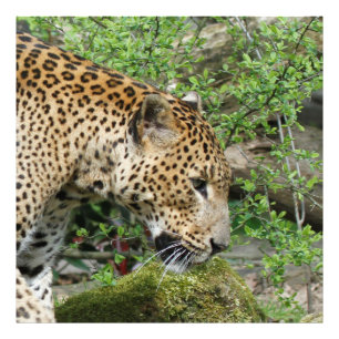 Foto Leopardo20151003