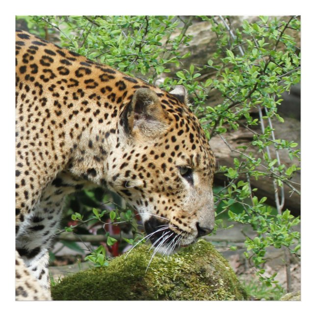 Foto Leopardo20151003 (Frente)