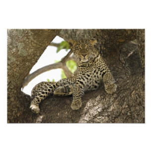 Foto Leopardo-africano, Panthera pardus